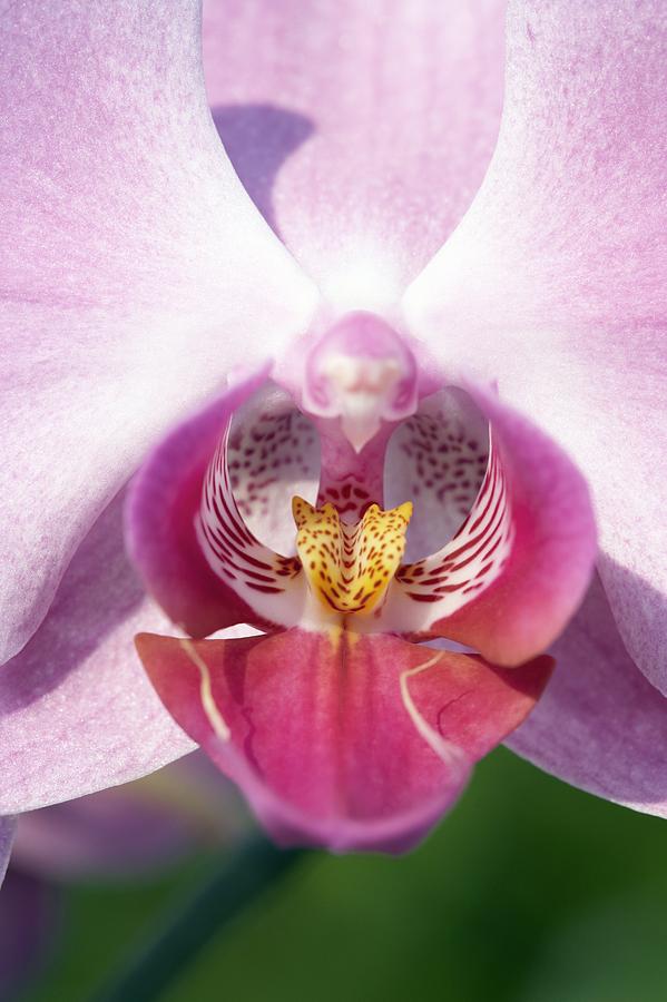Nature Photograph - Orchid Flower by Carlos Dominguez