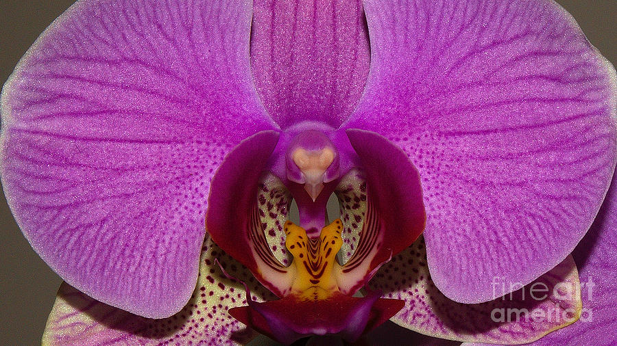 Orchid Flower Photograph by Mareko Marciniak