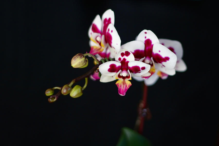 Orchid Photograph - Orchid Flowers Against Black Background by Stephanie McDowell