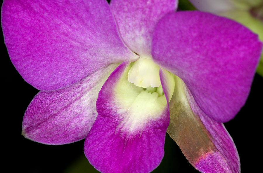 Orchid Flowers of C Ribet Photograph by C Ribet