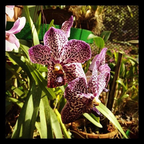 Orchid Garden Photograph by Maryam Fazu