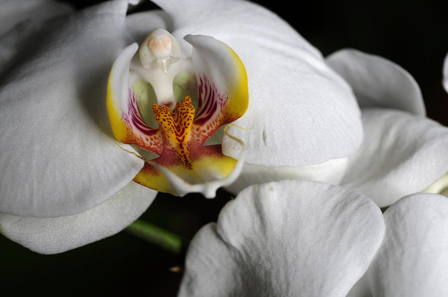 Orchid Garden Photograph by Wanda Brandon