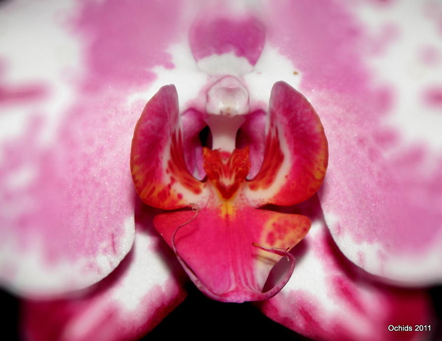 Orchid Glow Photograph by Kim Galluzzo Wozniak
