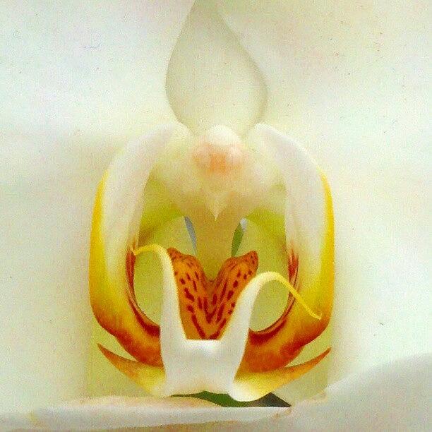 Droid Photograph - Orchid Guts #android #andrography by Marianne Dow