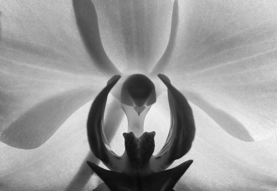 Orchid Heart Photograph by Kume Bryant