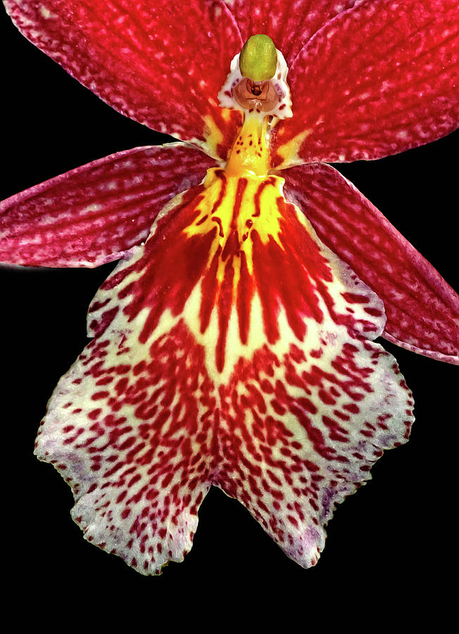 Orchid Hybrid Photograph by Dave Mills