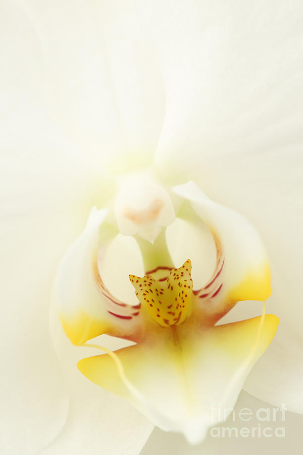 Inside Orchid Photograph