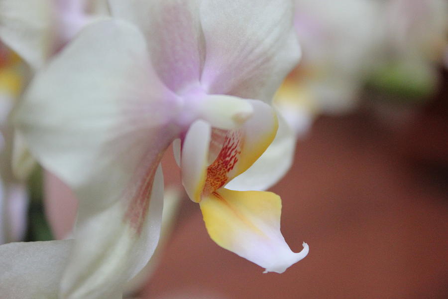 Orchid II Photograph by Kelly Hazel