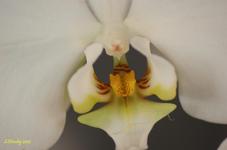 Orchid in Macro Photograph by Susan Stevens Crosby