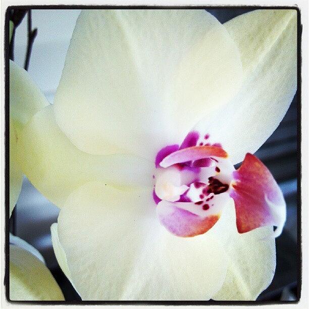 Orchid Photograph - #orchid In My Friends Yard #floral by Anne Simon