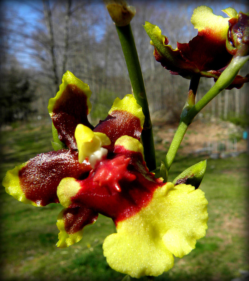 Orchid In Nature Photograph by Kim Galluzzo Wozniak