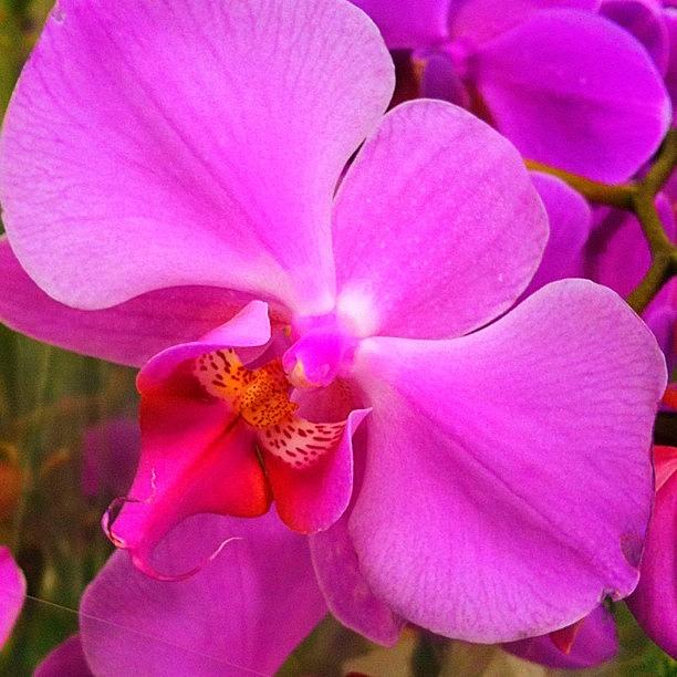 Orchid Photograph - #orchid #iphoneography #iphonesia by Sherri Galvan
