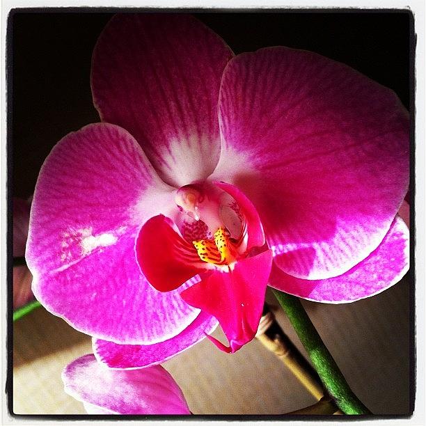 Orchid Photograph by Jana Seitzer