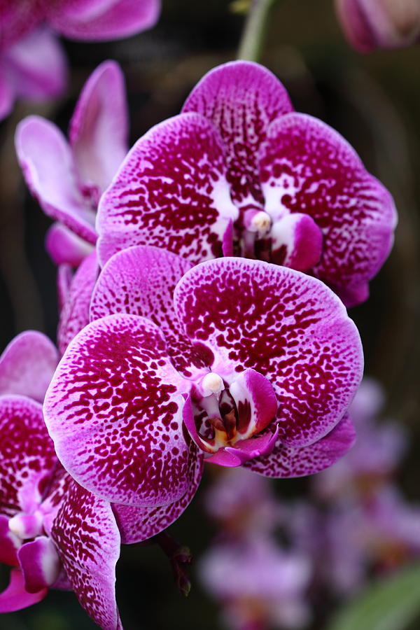 Orchid Jewel Photograph by Paul Slebodnick