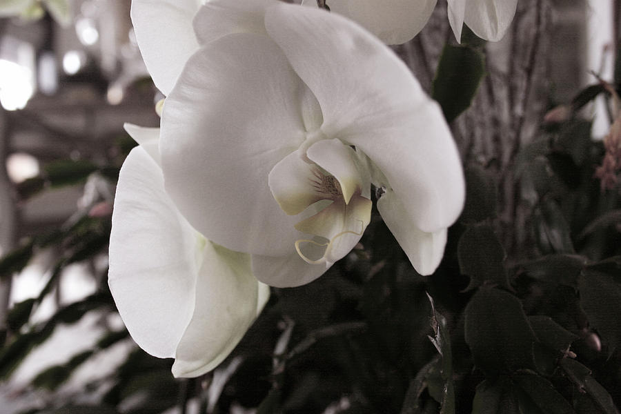 Orchid Digital Art by Kristen Temnyk