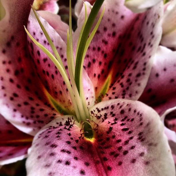 Flower Photograph - Orchid Lily by Anne Marie