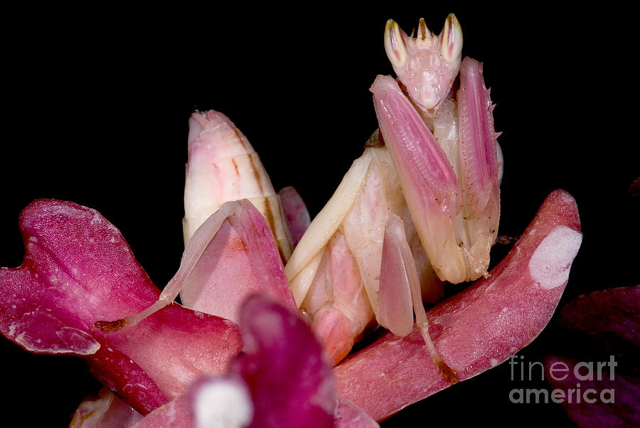 Orchid Mantis Photograph by Dant Fenolio