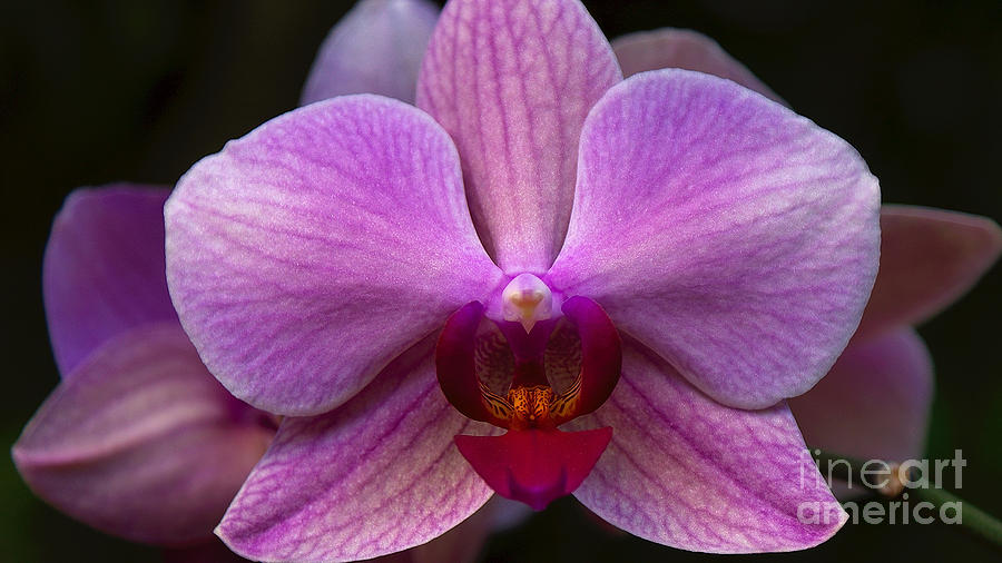 Orchid Photograph by Mareko Marciniak