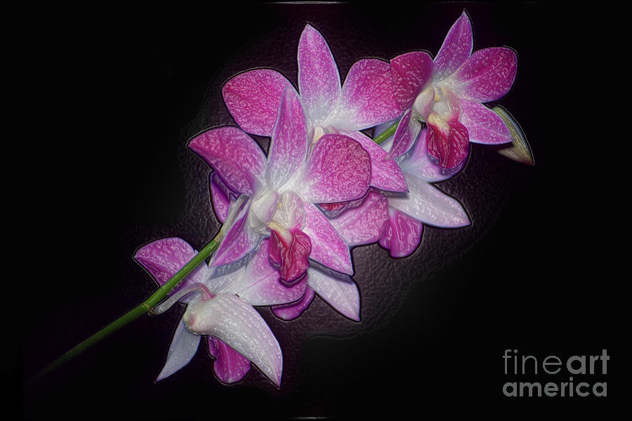 Orchid Photograph by Mark Gilman