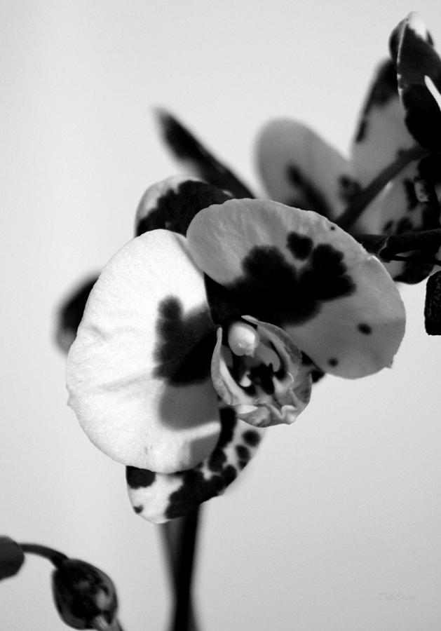 Orchid Markings Photograph by Deborah  Crew-Johnson