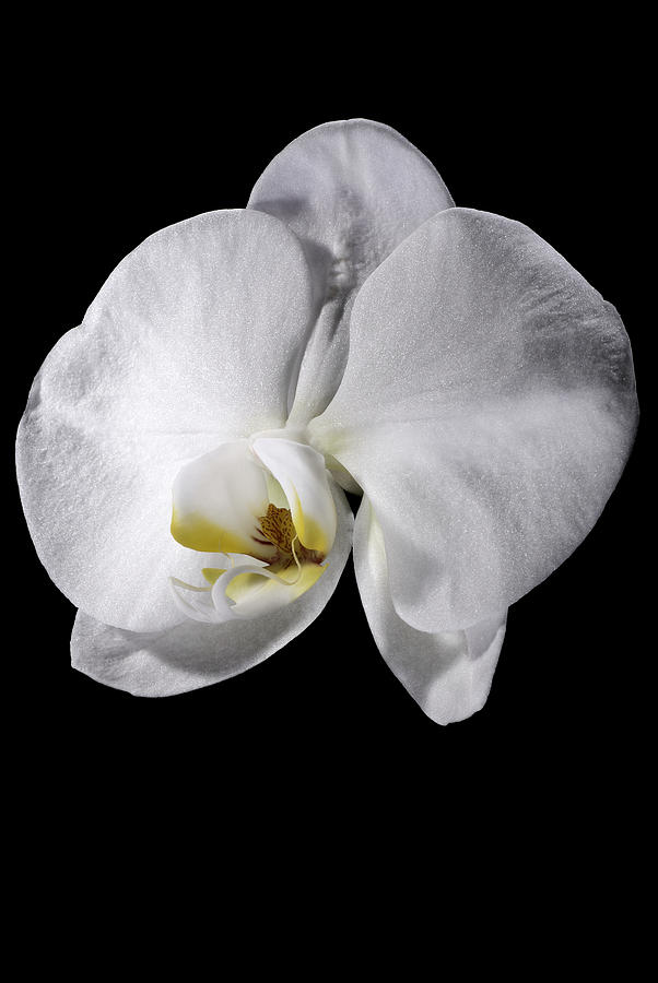 Orchid Photograph by Nathaniel Kolby