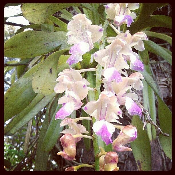 Nature Photograph - Orchid by Nawarat Namphon