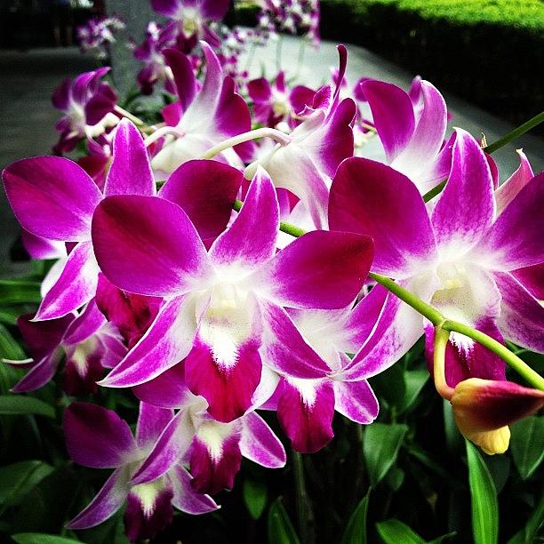 Nature Photograph - Orchid Oh Orchid... #orchid #flower by Ck Chai