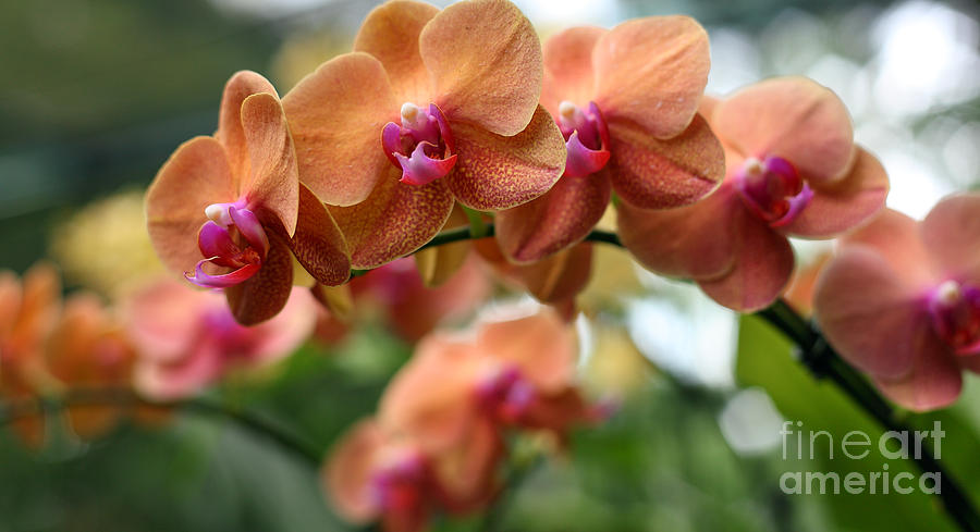 Orchid Orange Photograph by Milena Boeva