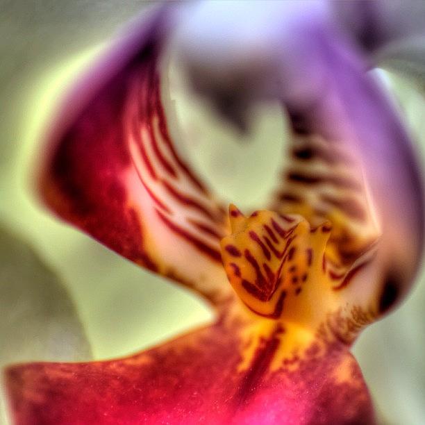 Flower Photograph - #orchid #orchids #flowers #macro by Omar Colon