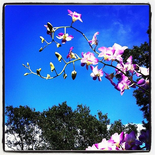 Nature Photograph - #orchid #orchids #sky #orchidsinthesky by Amber Baby