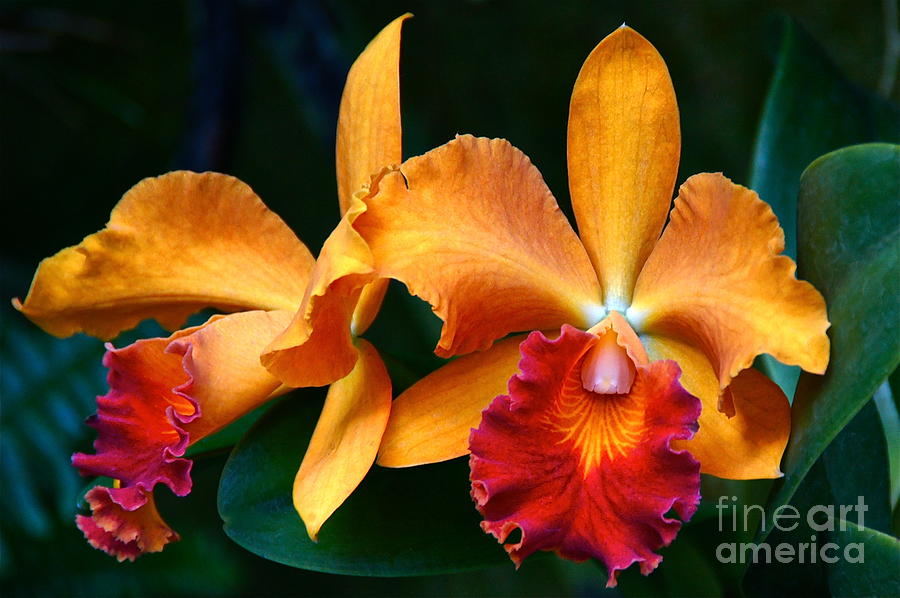 Orchid Passion Photograph by Byron Varvarigos
