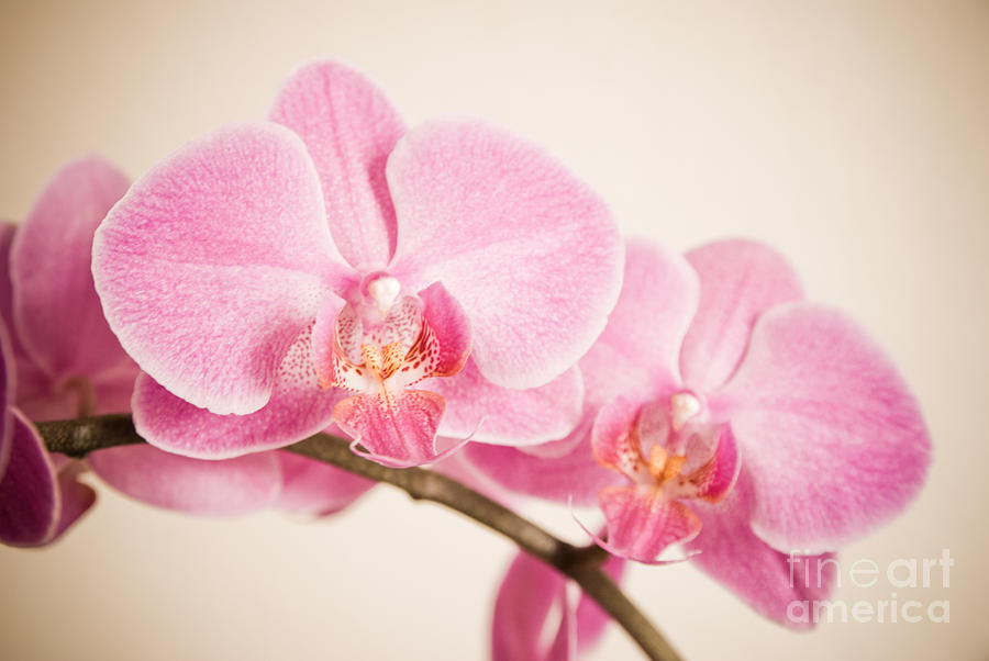 Orchid Pastel Photograph by Hannes Cmarits