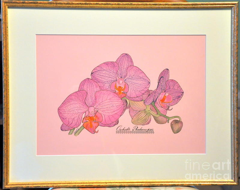 Orchid Phalaenopsis Painting by Sylvie Leandre