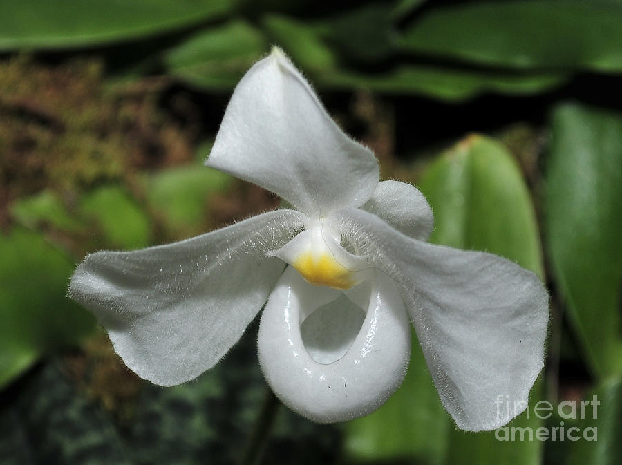 Orchid Photograph - Orchid Phragmipedium White by Terri Winkler