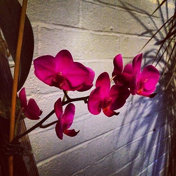 Orchid Photograph - #orchid #plant #patio #shadow #brick by J Michael Bragg Photography   