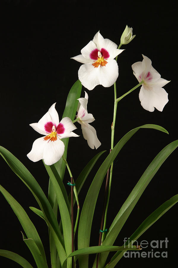 Orchid Plant Photograph by Ted Kinsman
