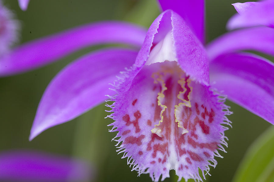 Orchid Pleione Bulbocodioides Flower Photograph by VisionsPictures