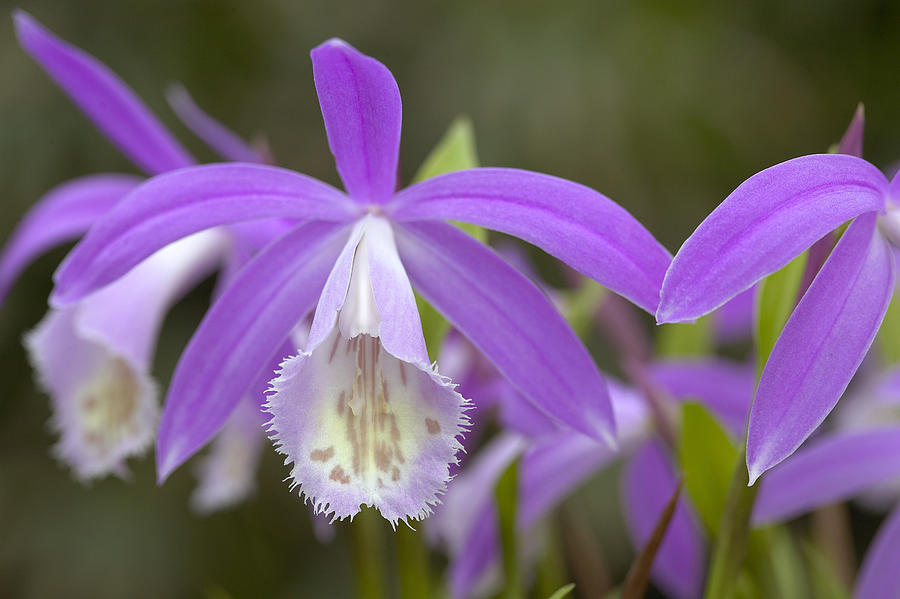 Orchid Pleione Formosana Flowers Photograph by VisionsPictures