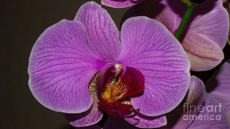 Orchid Profile Photograph by Mareko Marciniak