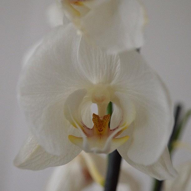 Orchid Photograph - #orchid by Raman Aharodni