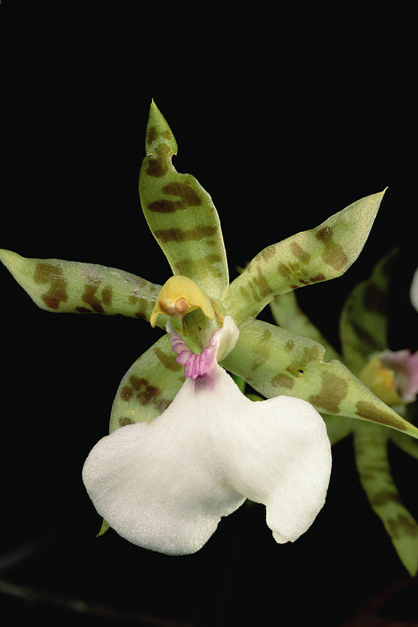 Orchid, Sipapo Tepui, Venezuela Photograph by Mark Moffett