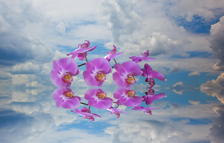 Orchid Sky Photograph by Sarah McKoy