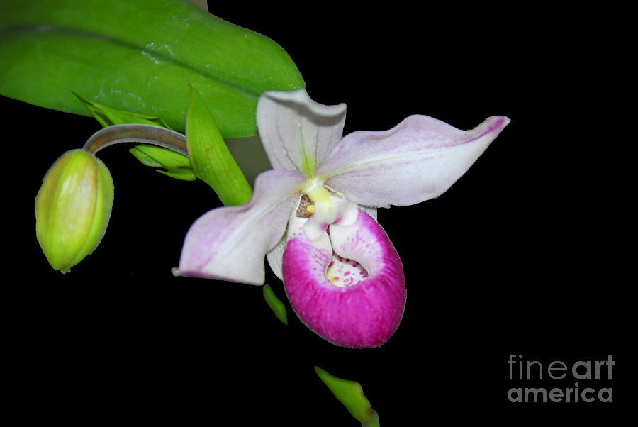 Orchid Slipper Photograph by Cindy Manero