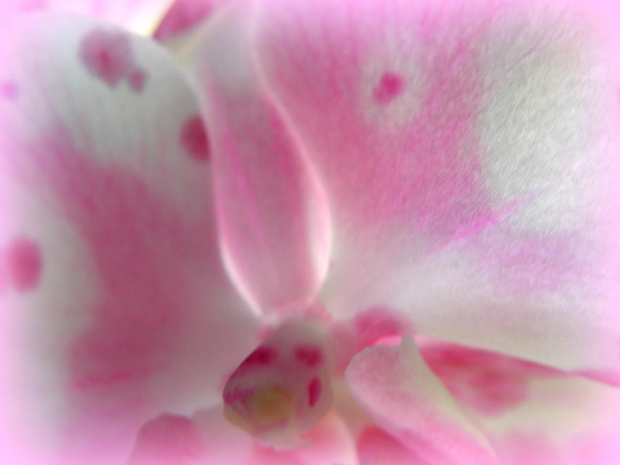 Orchid Softness Photograph by Kim Galluzzo