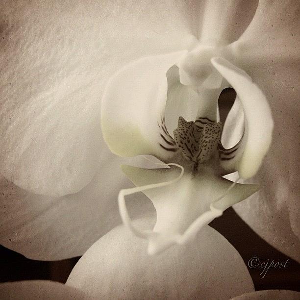 Nature Photograph - Orchid #soft_tones #monochrome by Cynthia Post