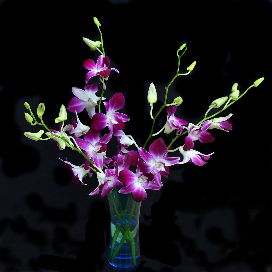 Orchid Spray. Photograph by Terence Davis