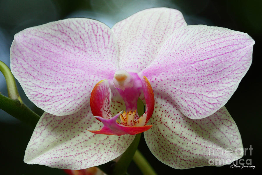 Orchid Photograph by Steve Javorsky