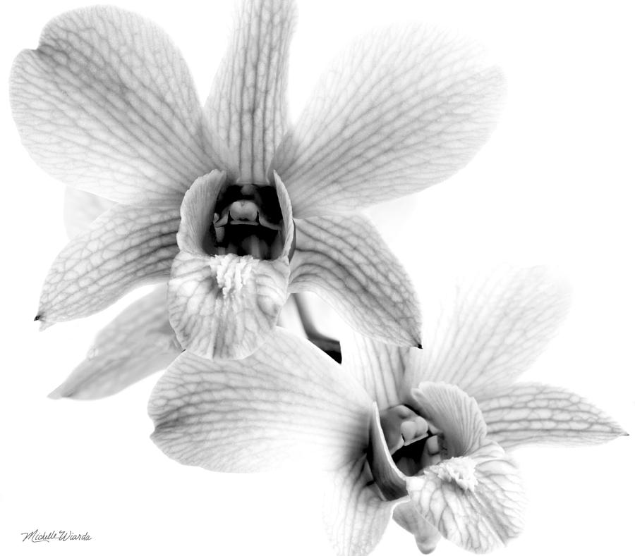 Orchid Study 1 Photograph by Michelle Constantine