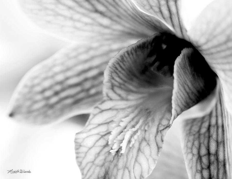 Orchid Photograph - Orchid Study 2 by Michelle Constantine