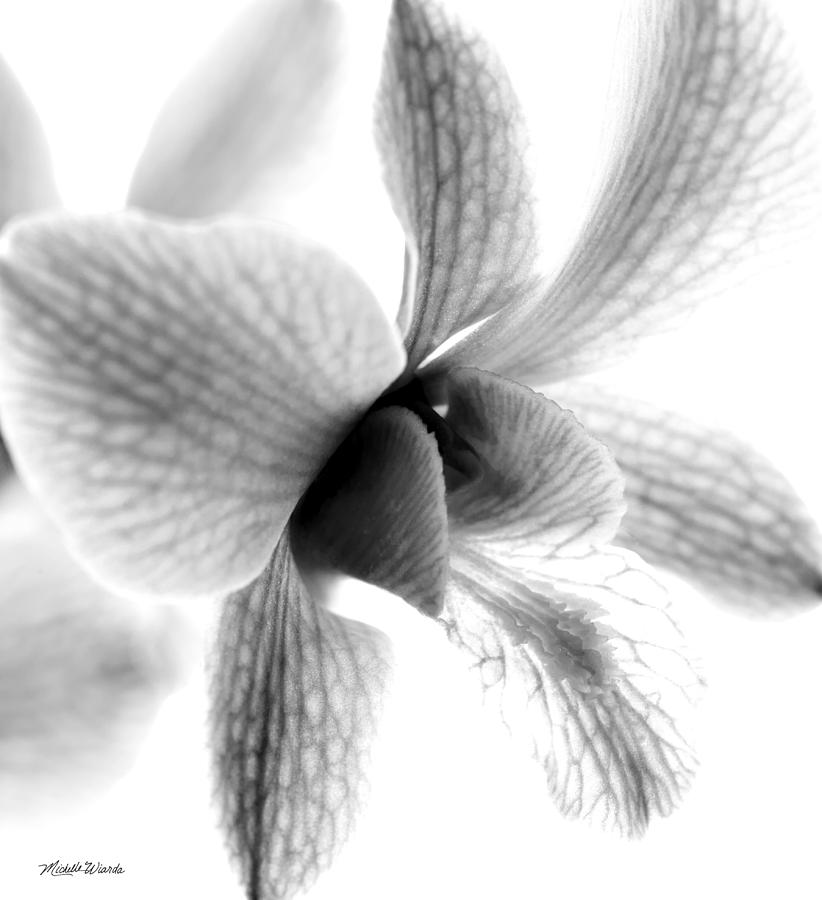 Orchid Photograph - Orchid Study 3 by Michelle Constantine